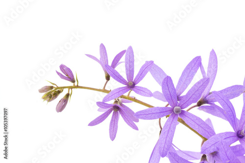 Petrea Flowers. (Queen's Wreath, Sandpaper Vine, Purple Wreath)  isolated on white