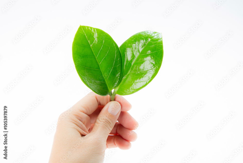 Leaves of Zamioculcas Zamifolia in hand on white background Leaves of Zamioculcas Zamifolia in hand on white background