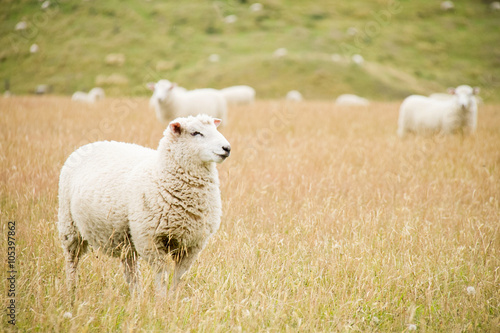 Sheep at a pasture in New Zealand © byjeng