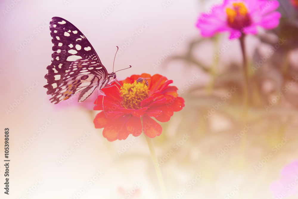 Beautiful butterfly and flower Beautiful butterfly and flower