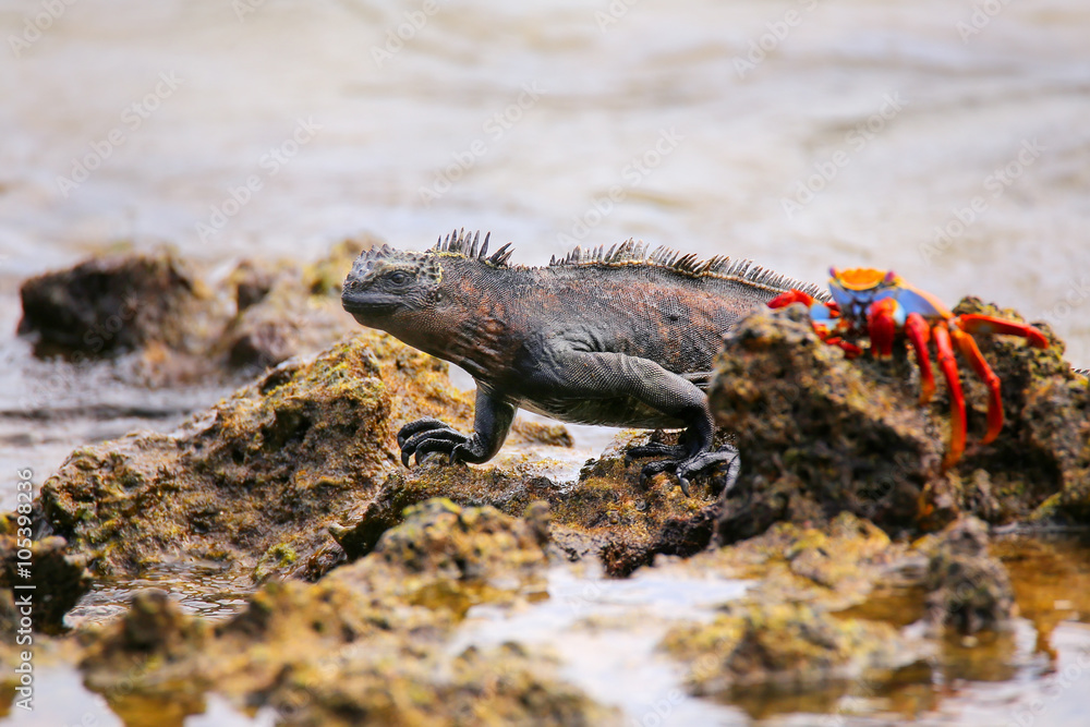 Naklejka premium Marine Iguana on Chinese Hat island, Galapagos National Park, Ec