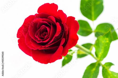 Beautiful red rose. © amnach