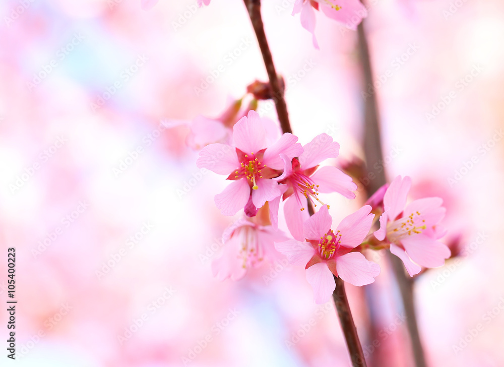 Obraz premium Cherry Blossom. Sakura in Springtime. Beautiful Pink Flowers