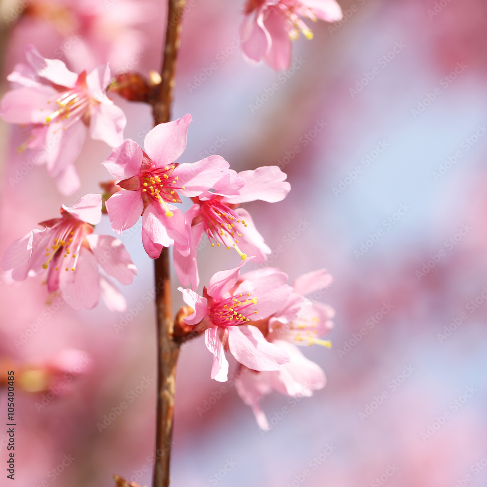 Cherry Blossom. Sakura in Springtime. Beautiful Pink Flowers