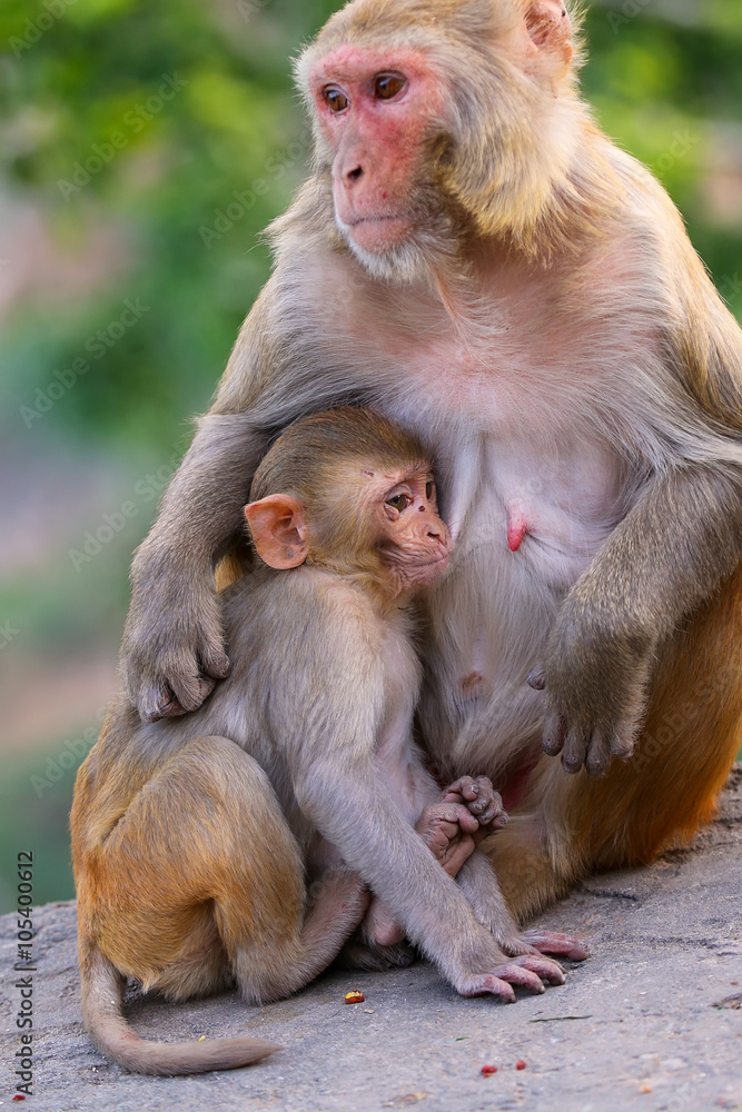 Rhesus macaque with a baby sitting on a wall in Jaipur, Rajastha