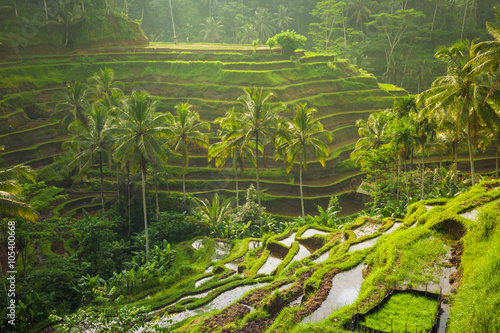 Beautiful rice terraces in the moring light near Tegallalang village, Ubud, Bali, Indonesia. photo