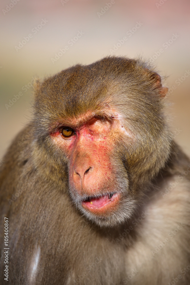 Portrait of one-eyed Rhesus macaque (Macaca mulatta) in Galta Te Portrait of one-eyed Rhesus macaque (Macaca mulatta) in Galta Te