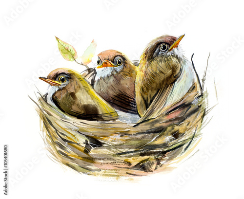Photography Three chicks