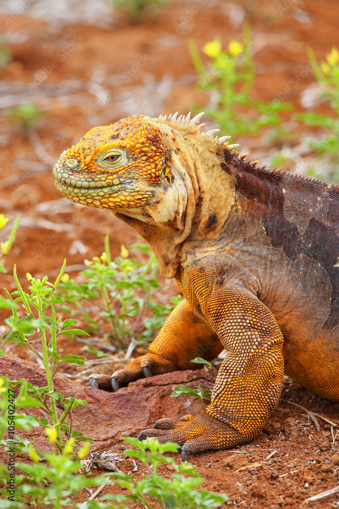 Galapagos Land Iguana on North Seymour island, Galapagos Nationa Galapagos Land Iguana on North Seymour island, Galapagos Nationa
