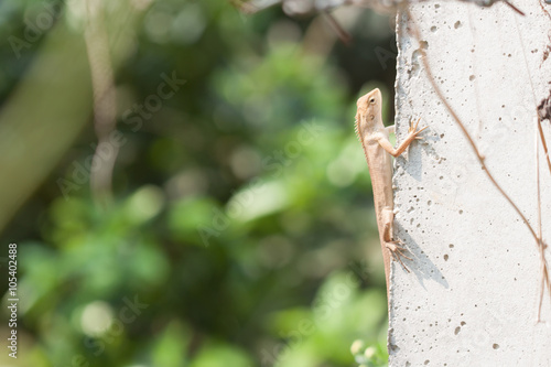Thailand chameleon on a cement pole.