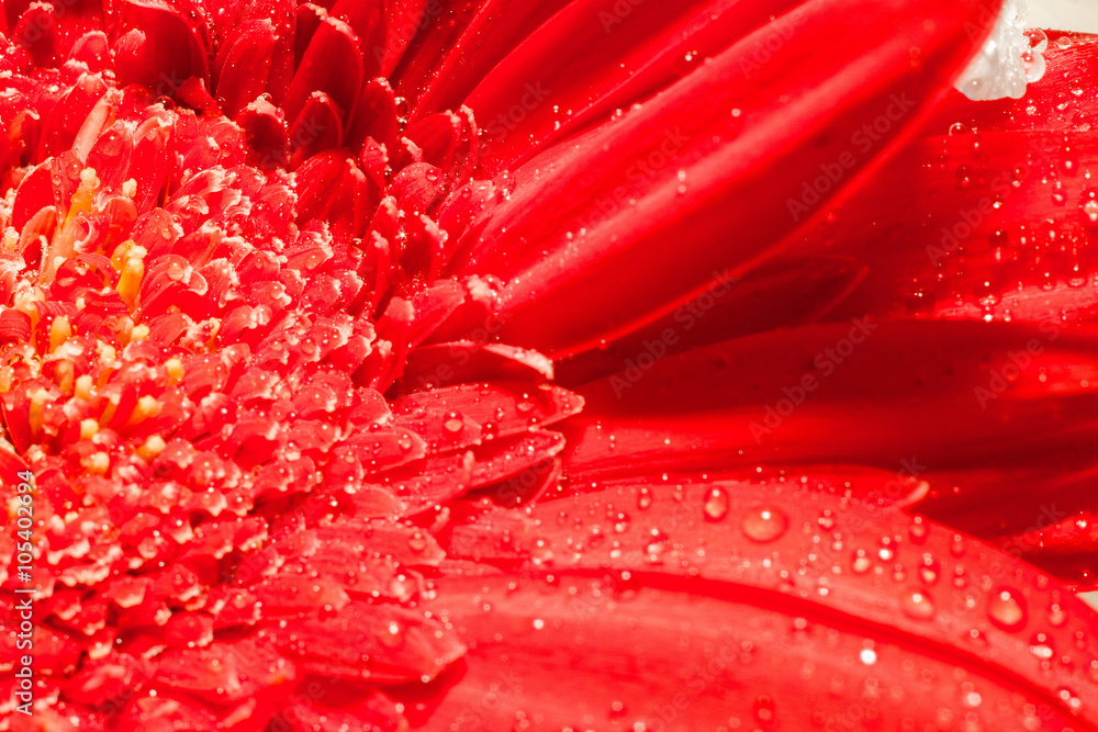 Red Gerbera Macro Red Gerbera Macro