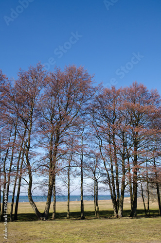 Trees in a row by the coast