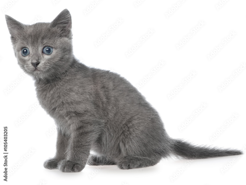 Small gray short hair kitten sitting