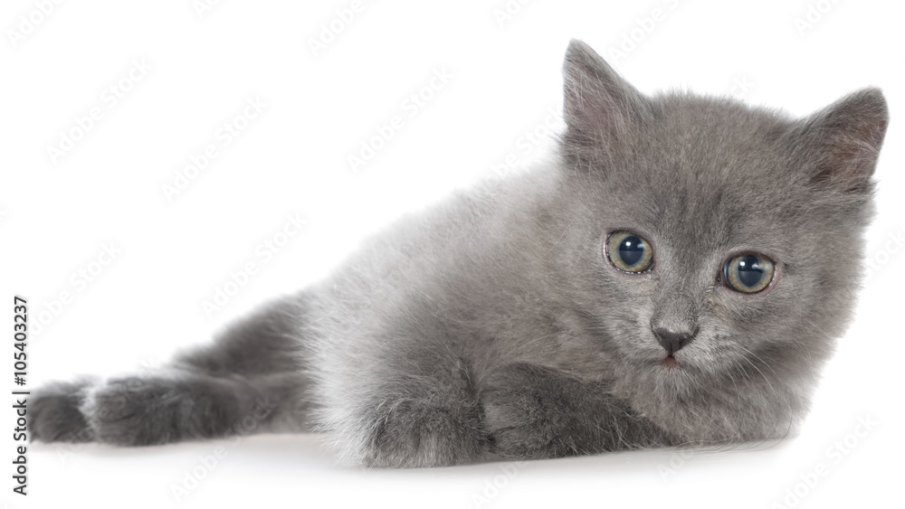 Obraz premium Small gray shorthair kitten lie