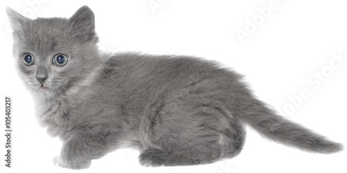 Frisky small kitten isolated photo