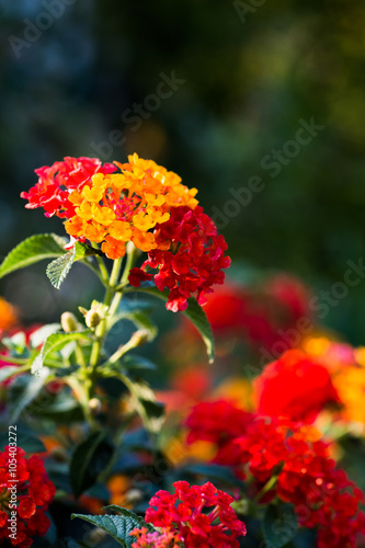 West Indian Lantana Flower Background.