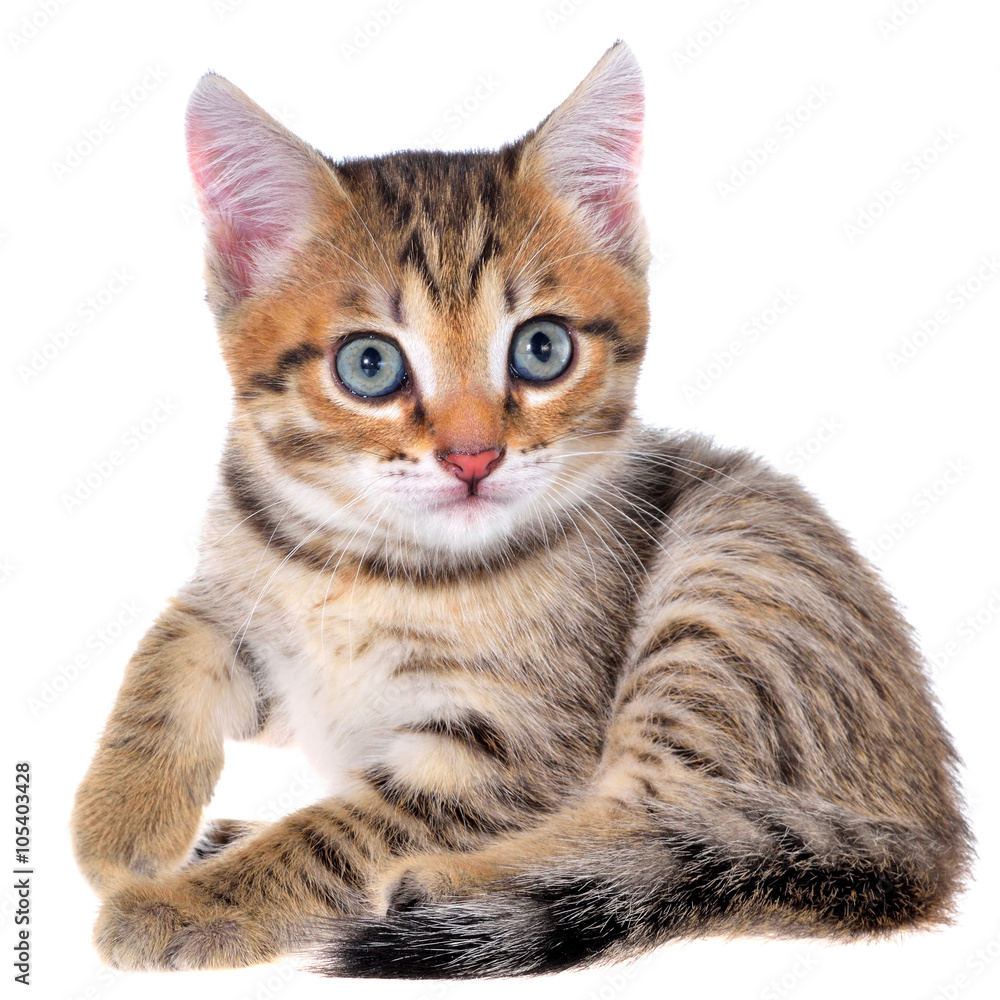 Fototapeta premium Shorthair brindled kitten playful