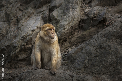 Macaca Macaque Monke with Rock on Background