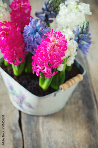 Fototapeta Naklejka Na Ścianę i Meble -  multicolored hyacinths on wooden surface