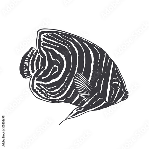 emperor angel fish