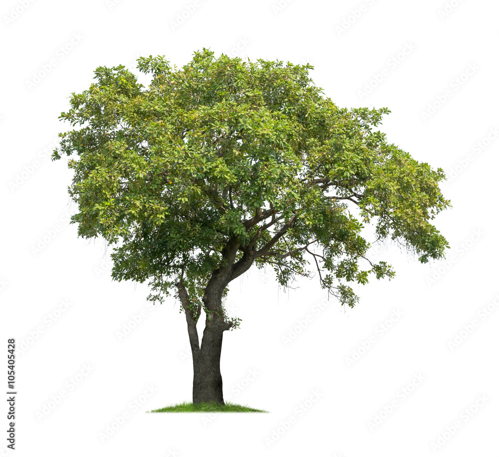 Isolated tree on white background Isolated tree on white background