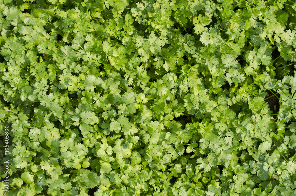 The field of green coriander. The field of green coriander.
