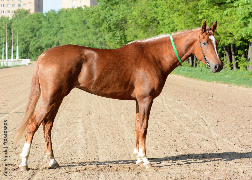 Conformation of red arabian racehorse mare