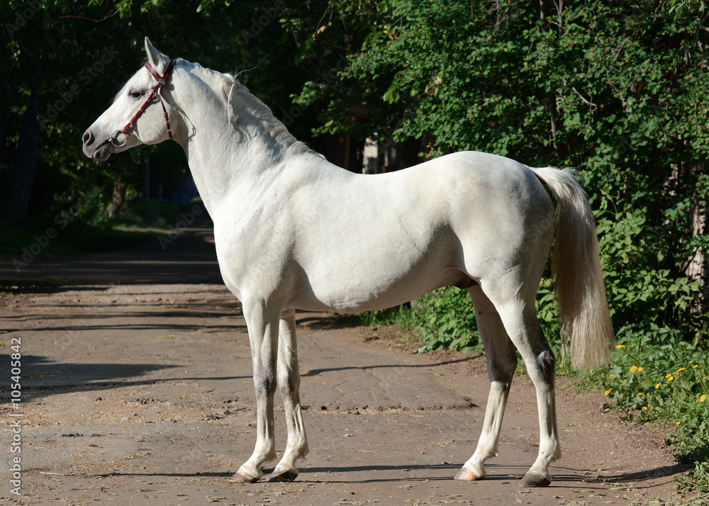 Conformation of gray arabian stallion in red bridle on green background