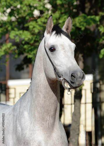 Obraz na płótnie Portrait of gray arabian stallion w salonie