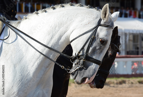 Obraz na płótnie Portrait of two sports dressage horses w salonie
