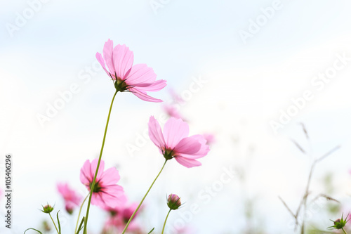 Autumn cosmos flowers.