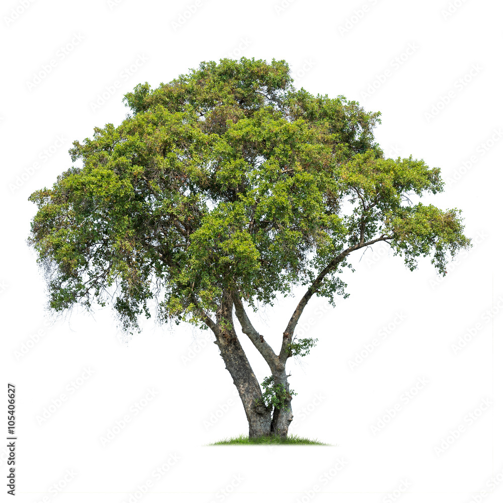 Isolated tree on white background Isolated tree on white background