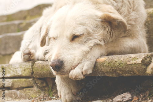 Outdoor white sleeping dog