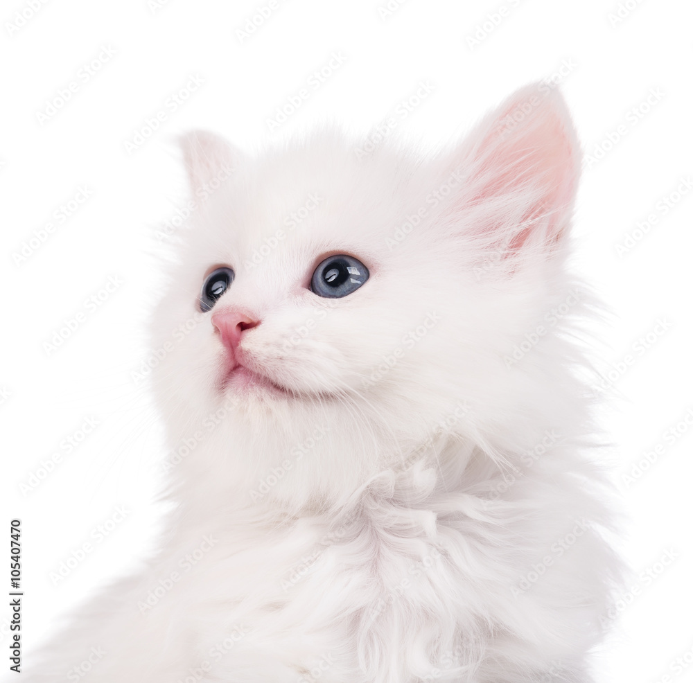 Cute fluffy kitten