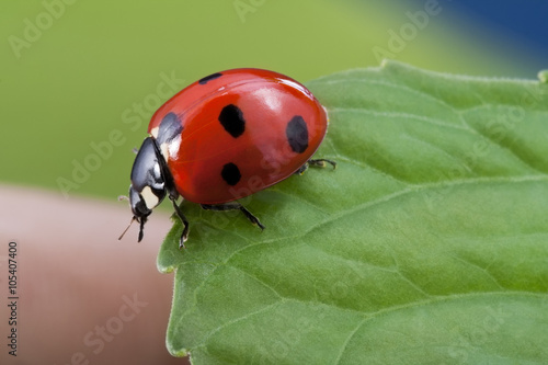 red ladybug on leaf
