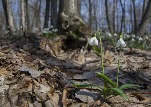 Couple of snowdrops in spring forest