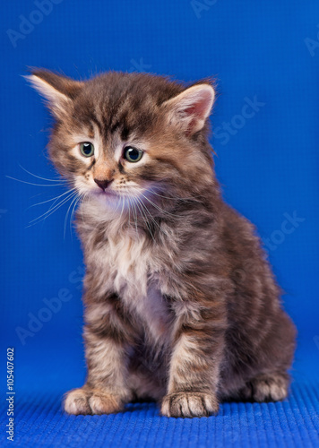 Fototapeta Naklejka Na Ścianę i Meble -  Cute siberian kitten