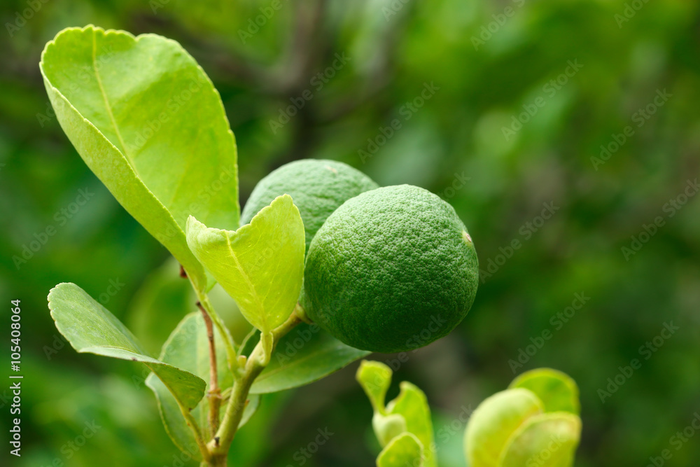 Kaffir lime and leaves for pattern Kaffir lime and leaves for pattern
