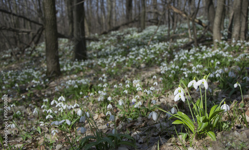 Carpet of snowdrops Galanthus plicatus in spring forest