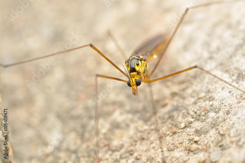 Closeup Crane fly in nature,Thailand © miraclebuggy