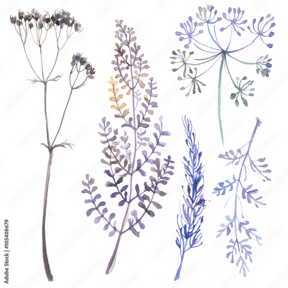 Fototapeta premium A set of herbs and flowers hand-painted watercolor. Botanical drawings. Flowers on a white background.