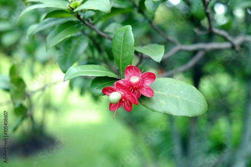 Micky mouse flower (Ochna kirkii Oliv) in garden