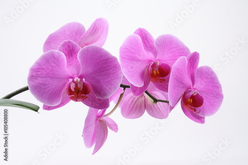 Orchid 