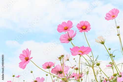Pink cosmos flowers. © oottoo008