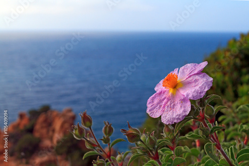 Fototapeta Naklejka Na Ścianę i Meble -  Fiore di Cisto rosso, Cistus incanus
