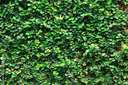 Ivy with leaves for pattern and background
