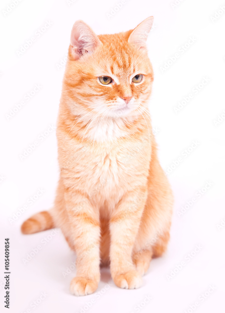 Red cat sitting on a white background