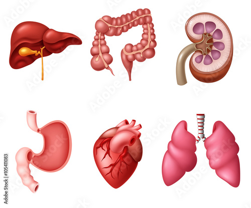 Internal Human Digestive System sets