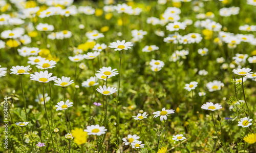 blurred background wallpaper green lawn with blooming white daisies