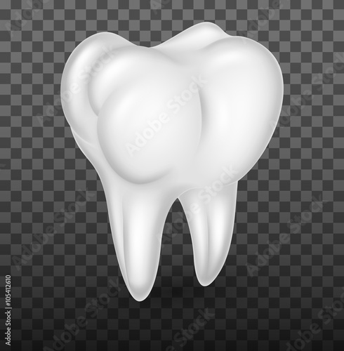 Human molar teeth realistic on transparent background